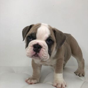 English Bulldog puppies for sale, iconic dog breeds, reputable English Bulldog breeder, English Bulldog adoption, loyal and affectionate dogs, low-maintenance pet breeds