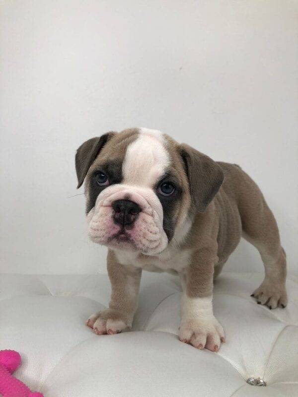 English Bulldog puppies for sale, iconic dog breeds, reputable English Bulldog breeder, English Bulldog adoption, loyal and affectionate dogs, low-maintenance pet breeds