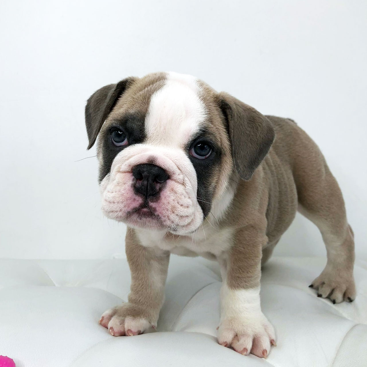 English Bulldog Financing Adorable Puppies for Sale Near Me - PuppiesToGoInc.com, Puppy for sale near me, puppies for sale, dog for sale, dogs for sale, dog for sale near me, pet for sale, dogs for sale cheap, cheap puppies for sale near me, forever love puppies, cheap puppies for sale, cute puppies for sale