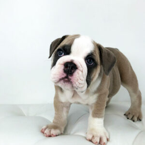 English Bulldog puppies for sale, iconic dog breeds, reputable English Bulldog breeder, English Bulldog adoption, loyal and affectionate dogs, low-maintenance pet breeds
