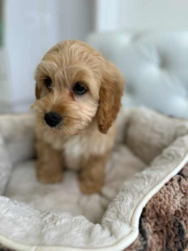 Adorable Puppies for Sale Near Me - PuppiesToGoInc.com, Puppy for sale near me, puppies for sale, dog for sale, dogs for sale, dog for sale near me, pet for sale, dogs for sale cheap, cheap puppies for sale near me, forever love puppies, cheap puppies for sale, cute puppies for sale
