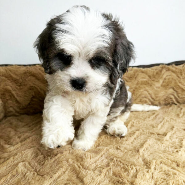 Adorable Puppies for Sale Near Me - PuppiesToGoInc.com, Puppy for sale near me, puppies for sale, dog for sale, dogs for sale, dog for sale near me, pet for sale, dogs for sale cheap, cheap puppies for sale near me, forever love puppies, cheap puppies for sale, cute puppies for sale