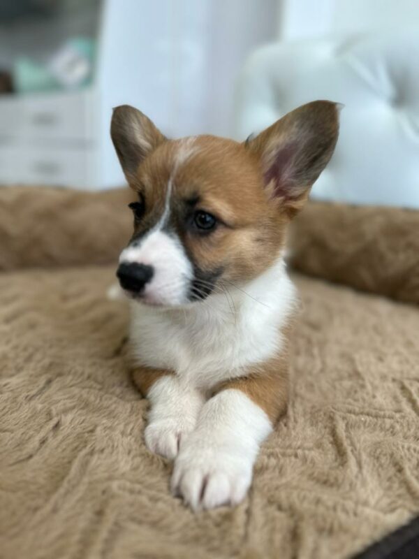 Adorable Puppies for Sale Near Me - PuppiesToGoInc.com, Puppy for sale near me, puppies for sale, dog for sale, dogs for sale, dog for sale near me, pet for sale, dogs for sale cheap, cheap puppies for sale near me, forever love puppies, cheap puppies for sale, cute puppies for sale
