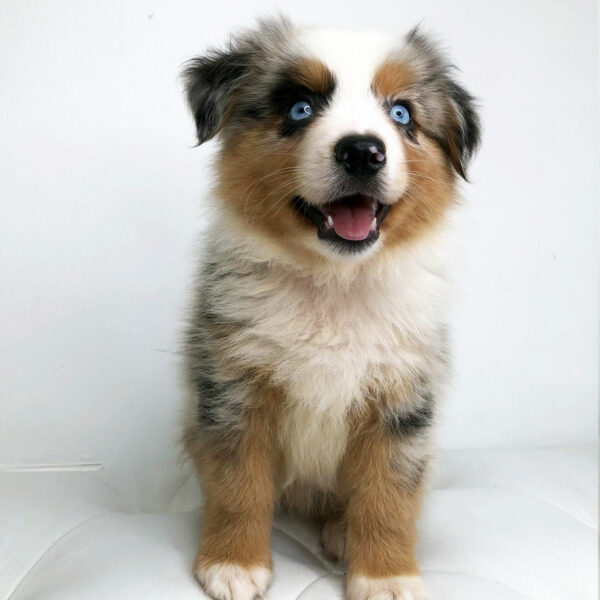 Adorable Puppies for Sale Near Me - PuppiesToGoInc.com, Puppy for sale near me, puppies for sale, dog for sale, dogs for sale, dog for sale near me, pet for sale, dogs for sale cheap, cheap puppies for sale near me, forever love puppies, cheap puppies for sale, cute puppies for sale