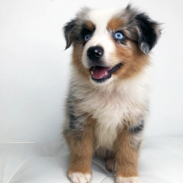 Adorable Puppies for Sale Near Me - PuppiesToGoInc.com, Puppy for sale near me, puppies for sale, dog for sale, dogs for sale, dog for sale near me, pet for sale, dogs for sale cheap, cheap puppies for sale near me, forever love puppies, cheap puppies for sale, cute puppies for sale