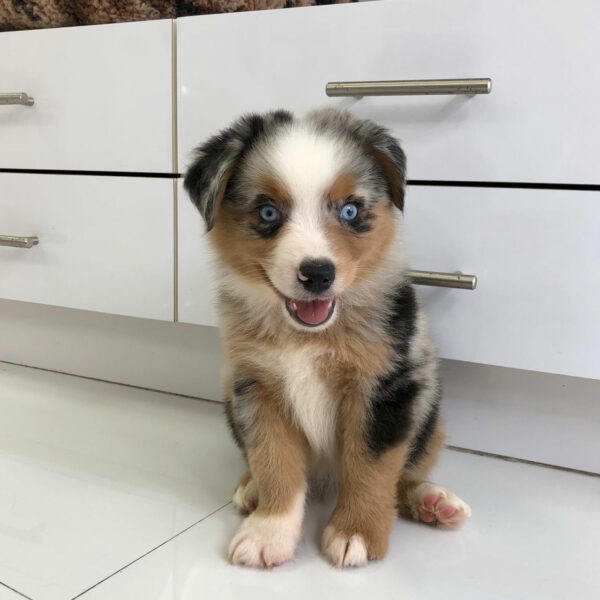 Adorable Puppies for Sale Near Me - PuppiesToGoInc.com, Puppy for sale near me, puppies for sale, dog for sale, dogs for sale, dog for sale near me, pet for sale, dogs for sale cheap, cheap puppies for sale near me, forever love puppies, cheap puppies for sale, cute puppies for sale