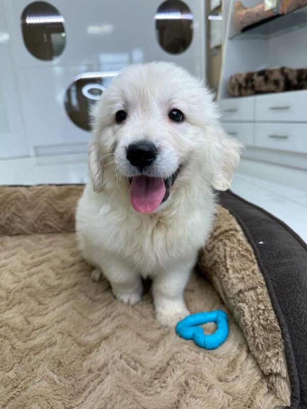 Adorable Puppies for Sale Near Me - PuppiesToGoInc.com, Puppy for sale near me, puppies for sale, dog for sale, dogs for sale, dog for sale near me, pet for sale, dogs for sale cheap, cheap puppies for sale near me, forever love puppies, cheap puppies for sale, cute puppies for sale