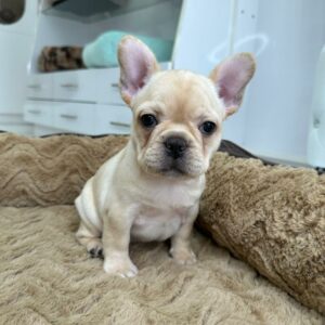 Adorable Puppies for Sale Near Me - PuppiesToGoInc.com, Puppy for sale near me, puppies for sale, dog for sale, dogs for sale, dog for sale near me, pet for sale, dogs for sale cheap, cheap puppies for sale near me, forever love puppies, cheap puppies for sale, cute puppies for sale