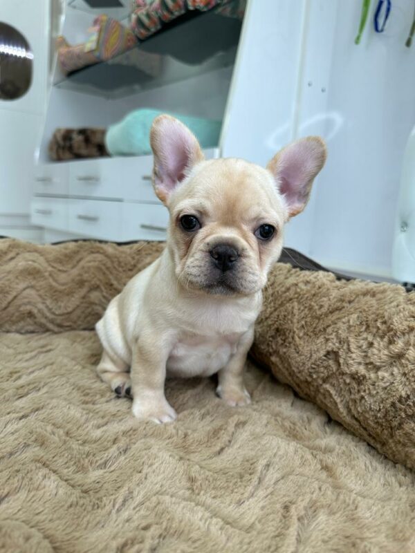 Adorable Puppies for Sale Near Me - PuppiesToGoInc.com, Puppy for sale near me, puppies for sale, dog for sale, dogs for sale, dog for sale near me, pet for sale, dogs for sale cheap, cheap puppies for sale near me, forever love puppies, cheap puppies for sale, cute puppies for sale