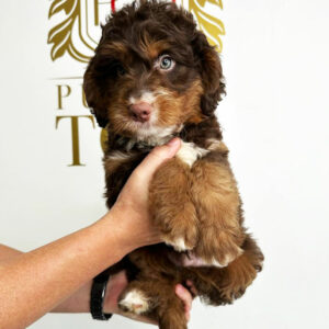 Adorable Puppies for Sale Near Me - PuppiesToGoInc.com, Puppy for sale near me, puppies for sale, dog for sale, dogs for sale, dog for sale near me, pet for sale, dogs for sale cheap, cheap puppies for sale near me, forever love puppies, cheap puppies for sale, cute puppies for sale