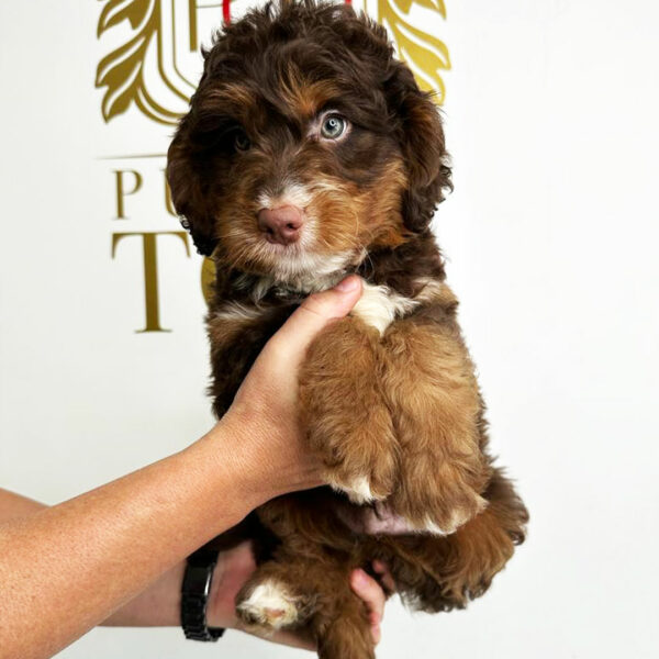 Adorable Puppies for Sale Near Me - PuppiesToGoInc.com, Puppy for sale near me, puppies for sale, dog for sale, dogs for sale, dog for sale near me, pet for sale, dogs for sale cheap, cheap puppies for sale near me, forever love puppies, cheap puppies for sale, cute puppies for sale