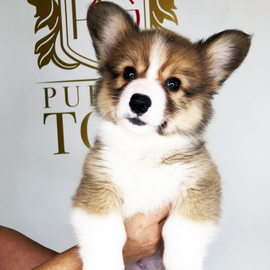 Corgi Puppy for Sale Near Me Adorable Puppies for Sale Near Me - PuppiesToGoInc.com, Puppy for sale near me, puppies for sale, dog for sale, dogs for sale, dog for sale near me, pet for sale, dogs for sale cheap, cheap puppies for sale near me, forever love puppies, cheap puppies for sale, cute puppies for sale