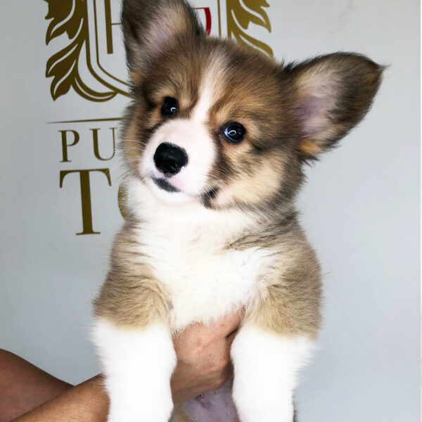 Adorable Puppies for Sale Near Me - PuppiesToGoInc.com, Puppy for sale near me, puppies for sale, dog for sale, dogs for sale, dog for sale near me, pet for sale, dogs for sale cheap, cheap puppies for sale near me, forever love puppies, cheap puppies for sale, cute puppies for sale