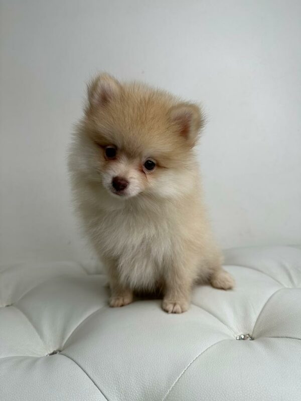 Adorable Puppies for Sale Near Me - PuppiesToGoInc.com, Puppy for sale near me, puppies for sale, dog for sale, dogs for sale, dog for sale near me, pet for sale, dogs for sale cheap, cheap puppies for sale near me, forever love puppies, cheap puppies for sale, cute puppies for sale
