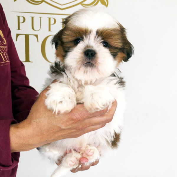 Adorable Puppies for Sale Near Me - PuppiesToGoInc.com, Puppy for sale near me, puppies for sale, dog for sale, dogs for sale, dog for sale near me, pet for sale, dogs for sale cheap, cheap puppies for sale near me, forever love puppies, cheap puppies for sale, cute puppies for sale