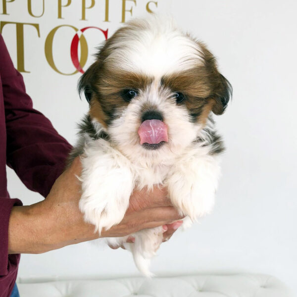 Adorable Puppies for Sale Near Me - PuppiesToGoInc.com, Puppy for sale near me, puppies for sale, dog for sale, dogs for sale, dog for sale near me, pet for sale, dogs for sale cheap, cheap puppies for sale near me, forever love puppies, cheap puppies for sale, cute puppies for sale