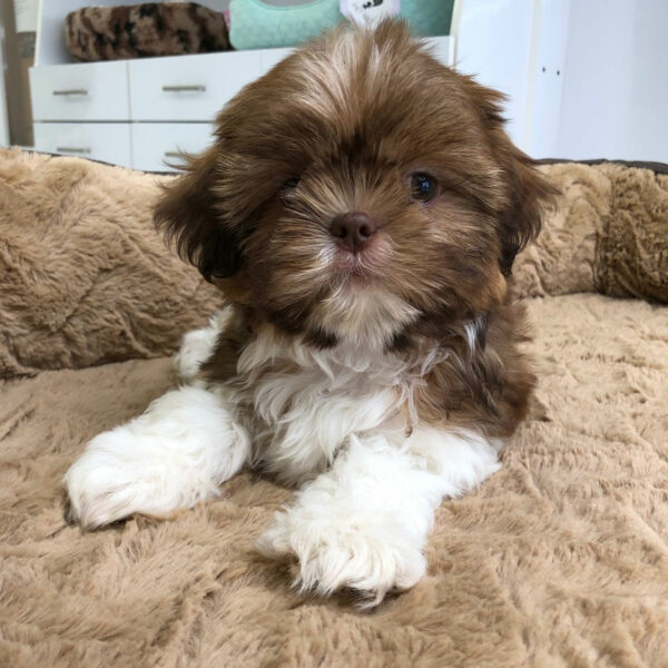 Adorable Puppies for Sale Near Me - PuppiesToGoInc.com, Puppy for sale near me, puppies for sale, dog for sale, dogs for sale, dog for sale near me, pet for sale, dogs for sale cheap, cheap puppies for sale near me, forever love puppies, cheap puppies for sale, cute puppies for sale
