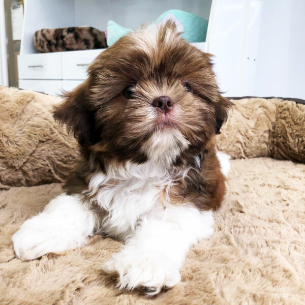 Adorable Puppies for Sale Near Me - PuppiesToGoInc.com, Puppy for sale near me, puppies for sale, dog for sale, dogs for sale, dog for sale near me, pet for sale, dogs for sale cheap, cheap puppies for sale near me, forever love puppies, cheap puppies for sale, cute puppies for sale