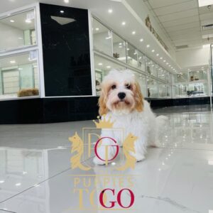 Cavachon, Cavachon Puppy, Cavachon Puppies for Sale, Blenheim Cavachon, Tri-color Cavachon, Cavachon Breeders, Miniature Cavachon, Cavachon Mix, Cavachon Size, Cavachon Characteristics #1461