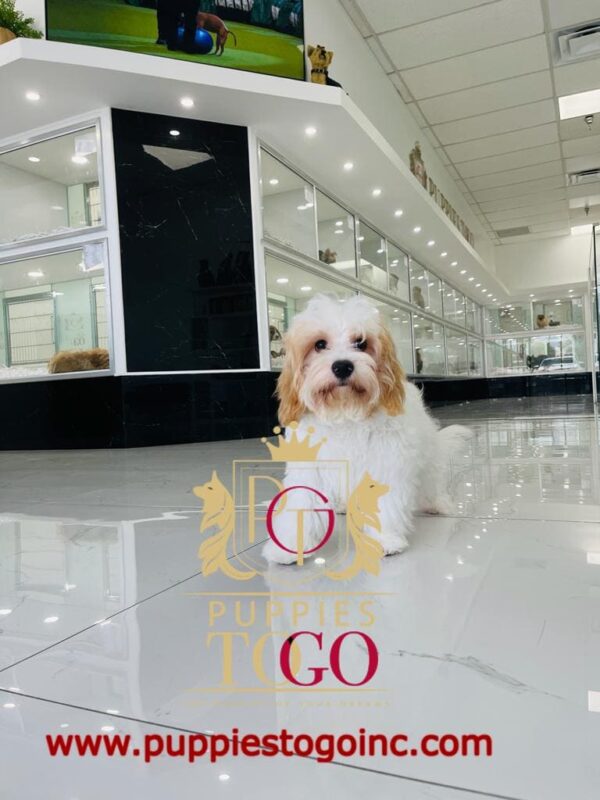 Cavachon, Cavachon Puppy, Cavachon Puppies for Sale, Blenheim Cavachon, Tri-color Cavachon, Cavachon Breeders, Miniature Cavachon, Cavachon Mix, Cavachon Size, Cavachon Characteristics #1461