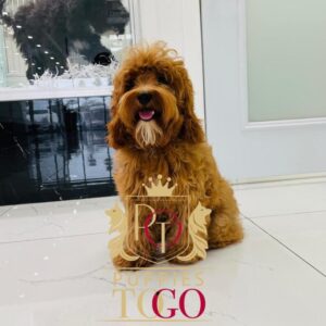 Cockapoo, Cockapoo Puppy, Cockapoo Puppies for Sale, Apricot Cockapoo, Chocolate Cockapoo, Cockapoo Breeders, Miniature Cockapoo, Cockapoo Mix, Cockapoo Size, Cockapoo Temperament #4172