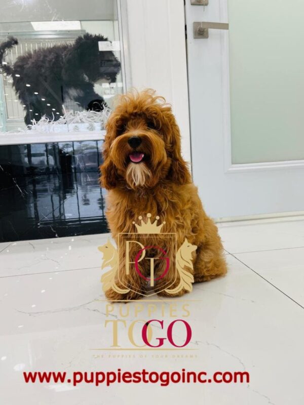 Cockapoo, Cockapoo Puppy, Cockapoo Puppies for Sale, Apricot Cockapoo, Chocolate Cockapoo, Cockapoo Breeders, Miniature Cockapoo, Cockapoo Mix, Cockapoo Size, Cockapoo Temperament #4172