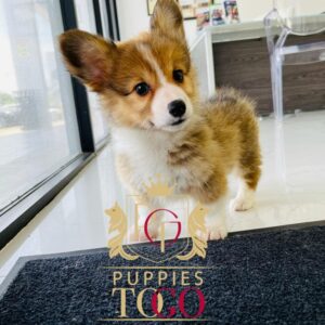 Corgi Puppy for Sale Near Me Corgi, Corgi Puppy, Corgi Puppies for Sale, Pembroke Welsh Corgi, Cardigan Welsh Corgi, Corgi Breeders, Miniature Corgi, Corgi Mix, Corgi Size, Corgi Temperament #5630