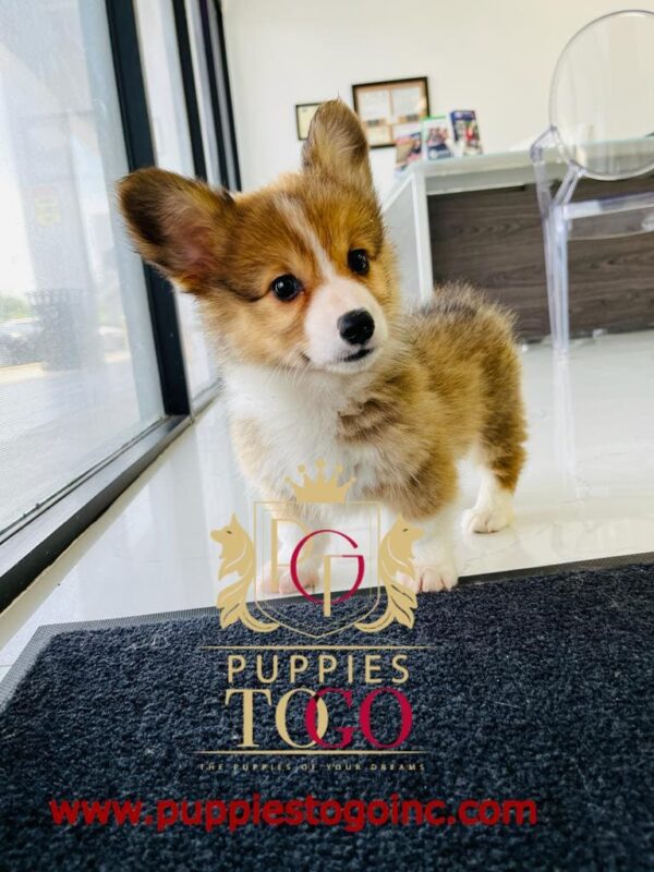 Corgi Puppy for Sale Near Me Corgi, Corgi Puppy, Corgi Puppies for Sale, Pembroke Welsh Corgi, Cardigan Welsh Corgi, Corgi Breeders, Miniature Corgi, Corgi Mix, Corgi Size, Corgi Temperament #5630