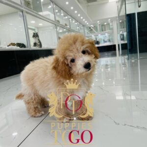 Maltipoo, Maltipoo Puppy, Maltipoo Puppies for Sale, Apricot Maltipoo, White Maltipoo, Maltipoo Breeders, Miniature Maltipoo, Maltipoo Mix, Maltipoo Size, Maltipoo Temperament #2378