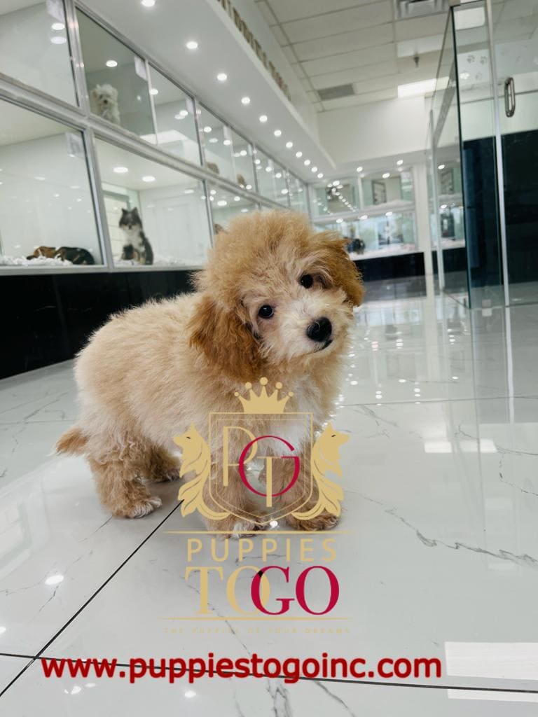 Cockapoo for Sale in Miami Maltipoo, Maltipoo Puppy, Maltipoo Puppies for Sale, Apricot Maltipoo, White Maltipoo, Maltipoo Breeders, Miniature Maltipoo, Maltipoo Mix, Maltipoo Size, Maltipoo Temperament #2378