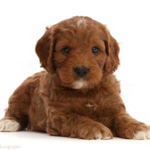 Adorable Puppies for Sale Near Me - PuppiesToGoInc.com, Puppy for sale near me, puppies for sale, dog for sale, dogs for sale, dog for sale near me, pet for sale, dogs for sale cheap, cheap puppies for sale near me, forever love puppies, cheap puppies for sale, cute puppies for sale