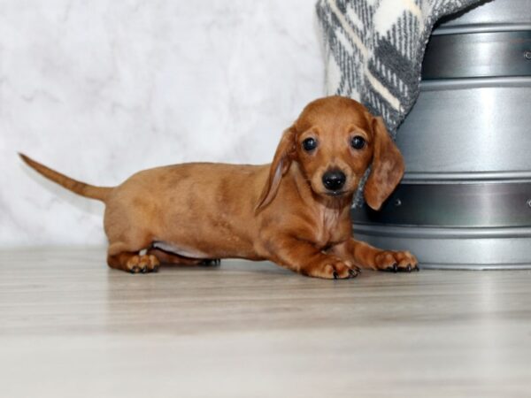 Adorable Puppies for Sale Near Me - PuppiesToGoInc.com, Puppy for sale near me, puppies for sale, dog for sale, dogs for sale, dog for sale near me, pet for sale, dogs for sale cheap, cheap puppies for sale near me, forever love puppies, cheap puppies for sale, cute puppies for sale