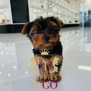 Yorkie, Yorkie Puppy, Yorkie Puppies for Sale, Teacup Yorkie, Yorkshire Terrier Puppy, Miniature Yorkie, Yorkie Breeders, Small Yorkie, AKC Yorkie Puppies, Yorkie Puppy Adoption #9666