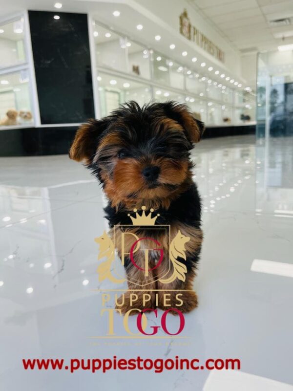 Yorkie, Yorkie Puppy, Yorkie Puppies for Sale, Teacup Yorkie, Yorkshire Terrier Puppy, Miniature Yorkie, Yorkie Breeders, Small Yorkie, AKC Yorkie Puppies, Yorkie Puppy Adoption #9666
