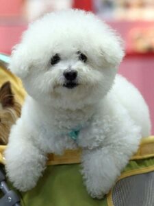 Bichon Frise, Bichon Frise Puppy, Bichon Frise Puppies for Sale, White color Bichon Frise, Bichon Frise Breeders, Miniature Bichon Frise, Bichon Frise Training, Bichon Frise Temperament, Bichon Frise Characteristics #4078