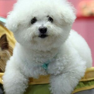 Bichon Frise, Bichon Frise Puppy, Bichon Frise Puppies for Sale, White color Bichon Frise, Bichon Frise Breeders, Miniature Bichon Frise, Bichon Frise Training, Bichon Frise Temperament, Bichon Frise Characteristics #4078
