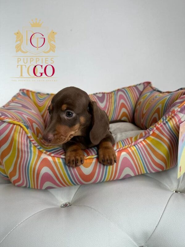 DACHSHUND #4728
