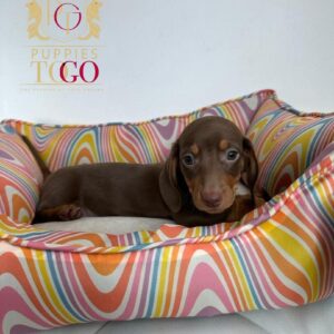 Puppy Financing DACHSHUND #4728