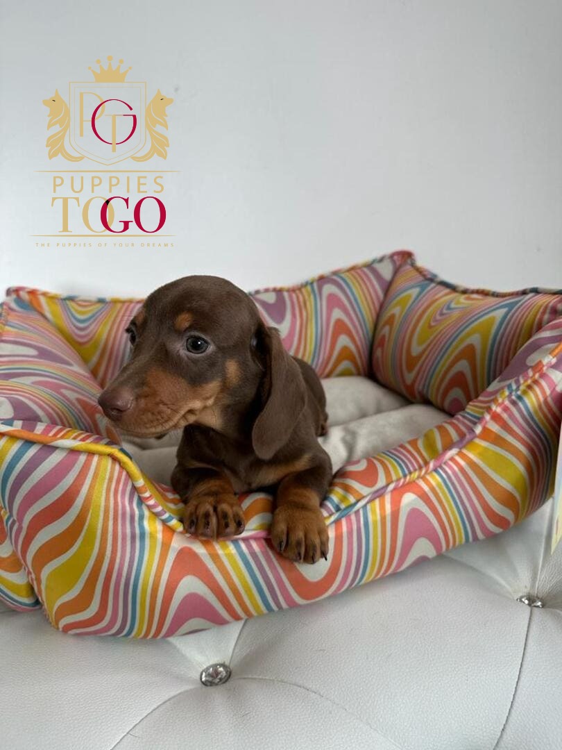 Puppy Near Me for Sale DACHSHUND #4728