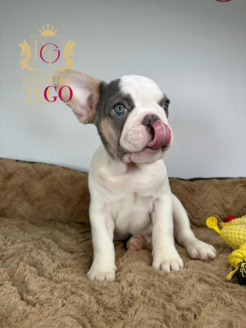 Financing a Puppy Puppies for Sale in Miami FL FRENCH BULLDOG #8480