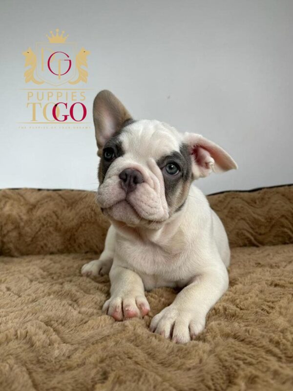 Puppy Near Me for Sale FRENCH BULLDOG #8480