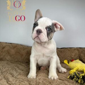 FRENCH BULLDOG #8480