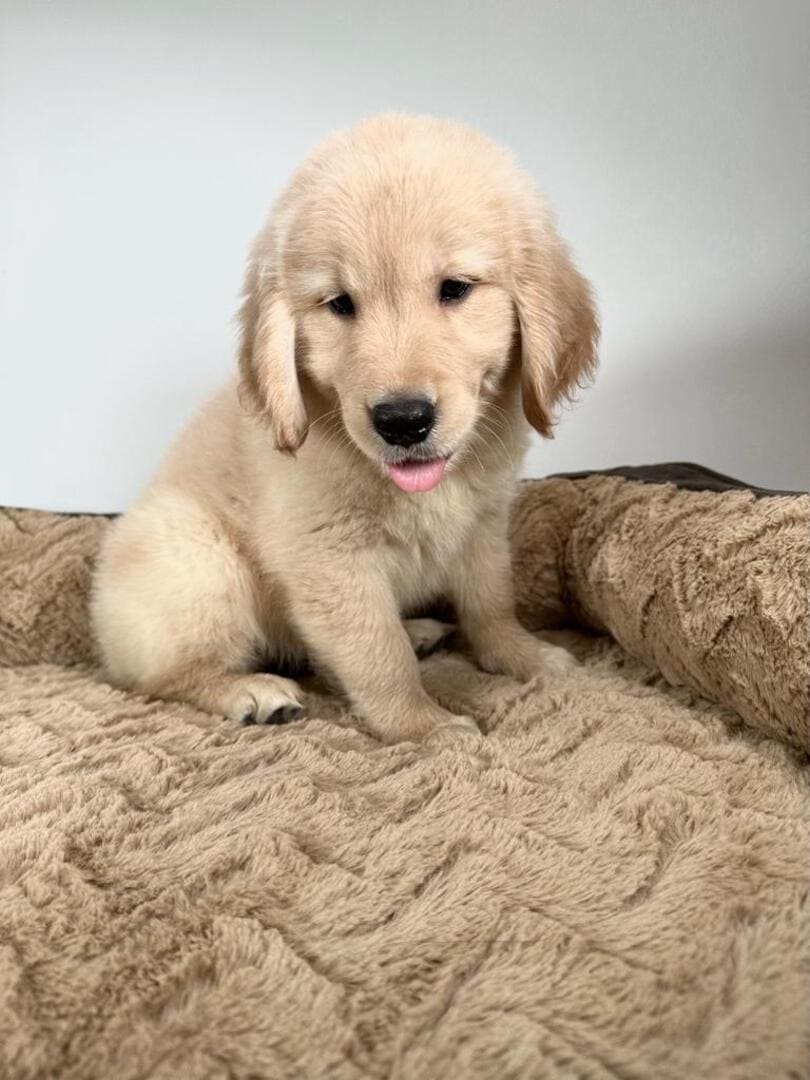 Golden Retriever Puppies for Sale Miami Forever Love Puppies