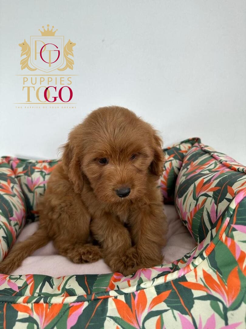 Puppy for Sale Near Me GOLDENDOODLE #4870