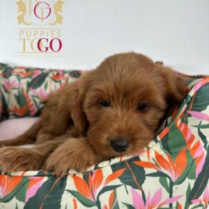 GOLDENDOODLE #4870