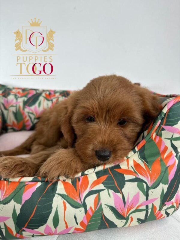 GOLDENDOODLE #4870