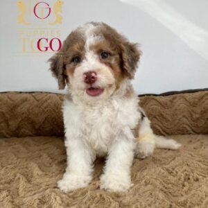 No Credit Check Puppy Financing Near Me Puppies Near Me MIN BERNADOODLE #0911 - PTG
