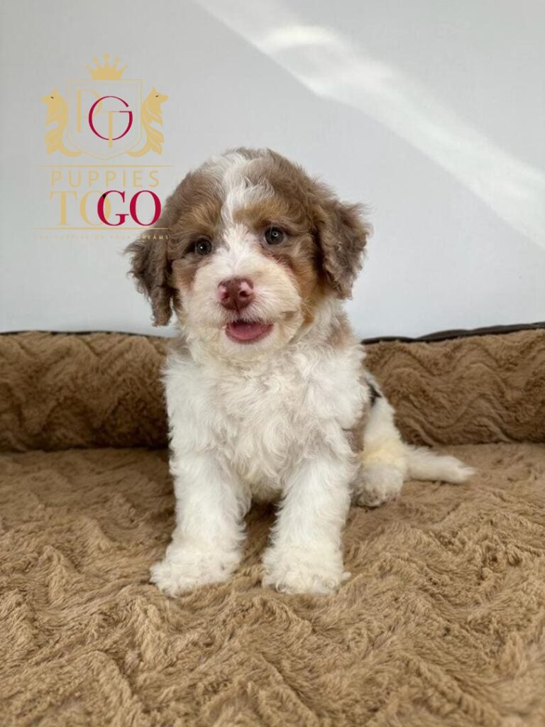 No Credit Check Puppy Financing Near Me Puppies Near Me MIN BERNADOODLE #0911 - PTG