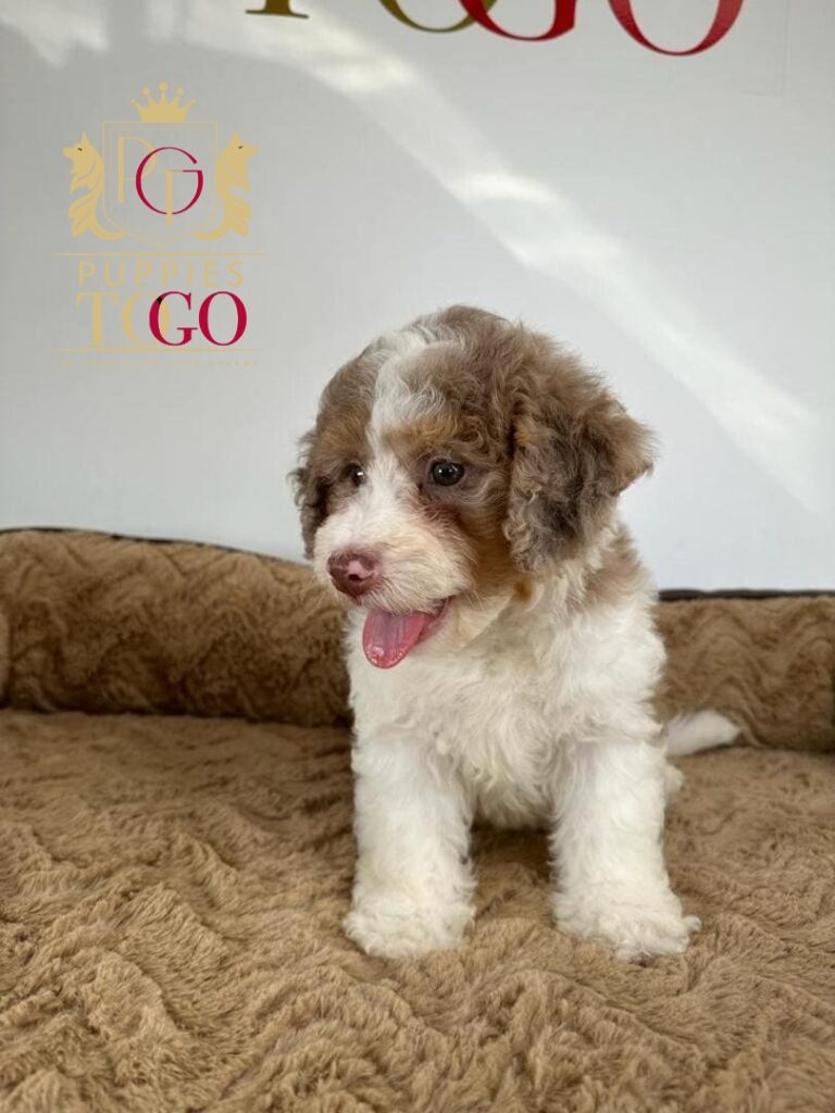 Miami Puppies MIN BERNADOODLE #0911 - PTG