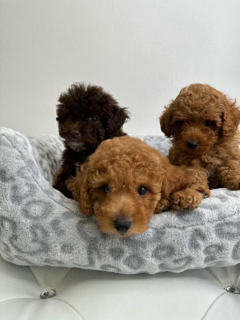 Puppies Secret: Puppies For Sale In Miami